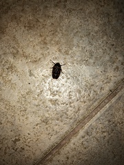 Mahanarva costaricensis