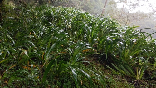 Image of Iris formosana by (c) Cheng-Te Hsu, some rights reserved (CC BY)