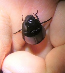 Hydrochara caraboides