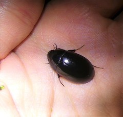 Hydrochara caraboides