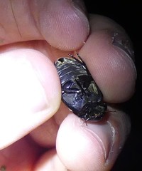 Hydrochara caraboides