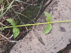 Orthanthera jasminiflora
