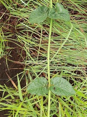 Orthanthera jasminiflora
