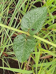 Orthanthera jasminiflora