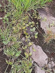 Orthanthera jasminiflora