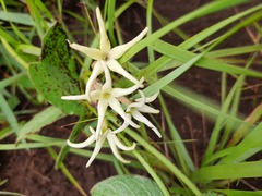 Orthanthera jasminiflora