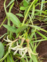 Orthanthera jasminiflora