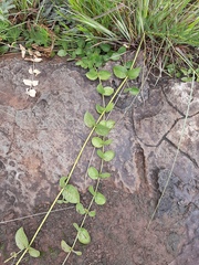 Orthanthera jasminiflora