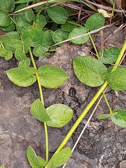 Orthanthera jasminiflora
