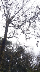 Sassafras randaiense