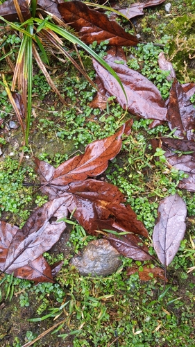 Image of Sassafras randaiense by (c) Cheng-Te Hsu, some rights reserved (CC BY)