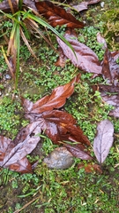 Sassafras randaiense