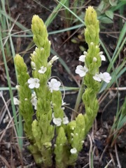 Striga gesnerioides