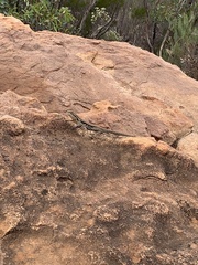 Ctenophorus modestus