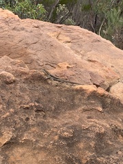 Ctenophorus modestus