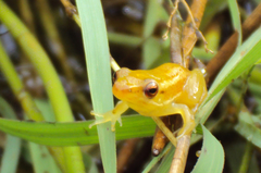 Rohanixalus vittatus