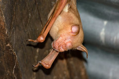 Macronycteris commersonii