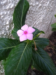 Catharanthus roseus
