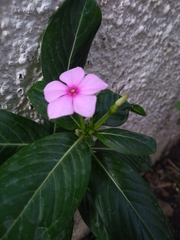 Catharanthus roseus