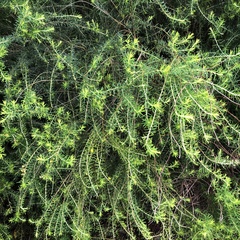 Dillwynia floribunda