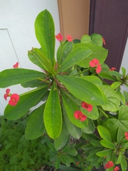 Euphorbia milii