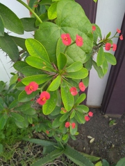 Euphorbia milii