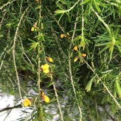 Dillwynia floribunda