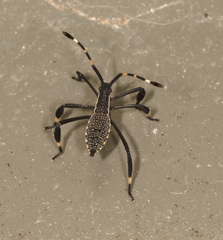 Gelonus tasmanicus