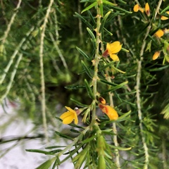 Dillwynia floribunda