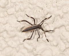 Gelonus tasmanicus