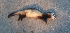 Mustela eversmanii