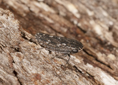 Putoniessa