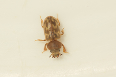 Heterocerus flexuosus