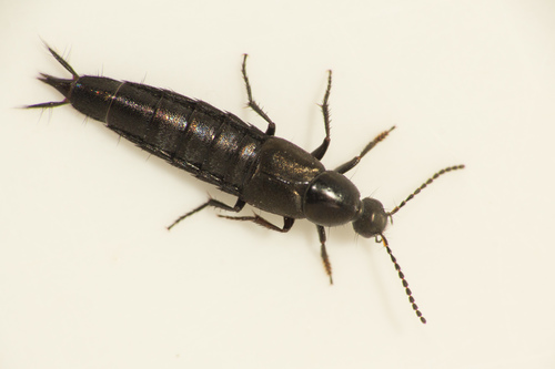 Philonthus cognatus, photo 5 of 7