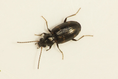 Bembidion varium