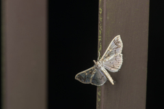 Polythlipta divaricata