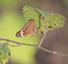 Junonia coenia coenia