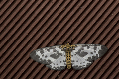 Percnia longitermen