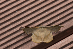 Fascellina chromataria