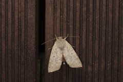 Tympanistes fusimargo