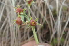 Tulbaghia acutiloba