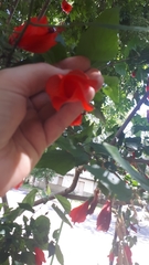 Malvaviscus penduliflorus