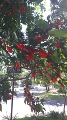 Malvaviscus penduliflorus