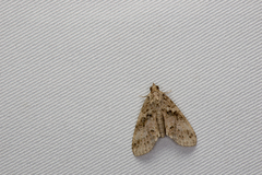 Sigmuncus