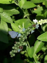 Zizula hylax pygmaea