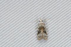 Metacosmesis laxeuta