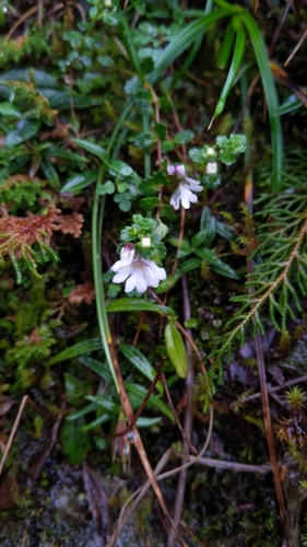 Image of Euphrasia transmorrisonensis by (c) Cheng-Te Hsu, some rights reserved (CC BY)