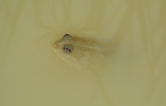 Occidozyga lima