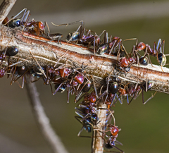 Iridomyrmex purpureus