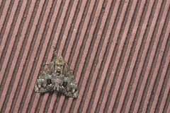 Calliteara baibarana